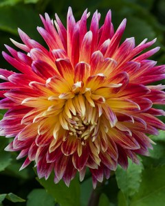 dalia, dahlia, georgina, hluza, Akita